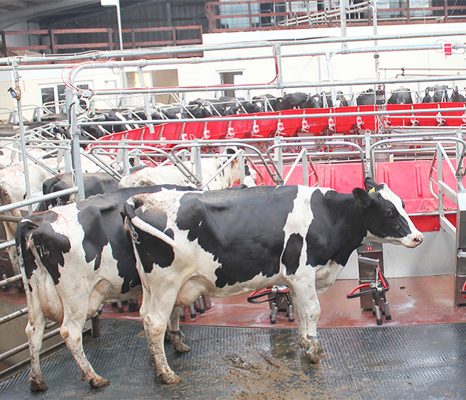 Агро Альфа, Агро Альфа Milking Machine, Rotary Milking Parlour, Milking Parlour, Агро Альфа Rotary