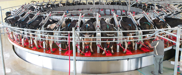 Агро Альфа, Агро Альфа Milking Machine, Rotary Milking Parlour, Milking Parlour, Агро Альфа Rotary
