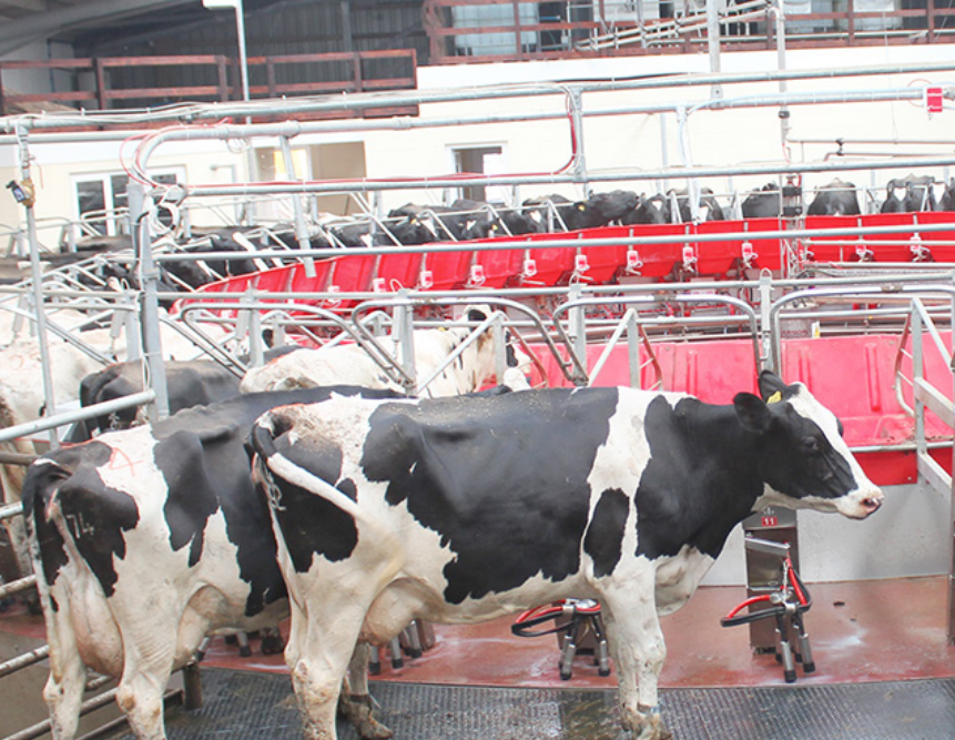 Агро Альфа, Rotary Milking