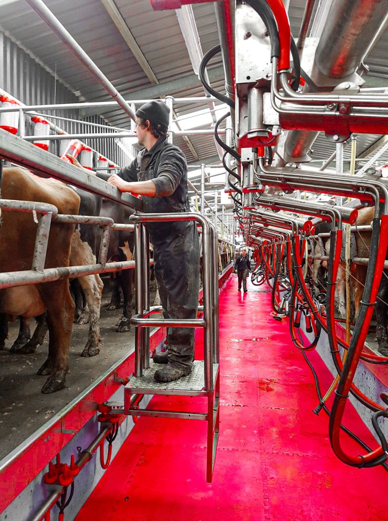 Агро Альфа , Агро Альфа Milking Machine, Агро Альфа Milking Parlour